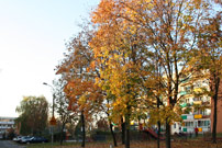 Z�ota polska jesie� - 2014.10.19